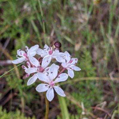 Burchardia umbellata (Milkmaids) at Warby-Ovens National Park - 30 Oct 2021 by Darcy