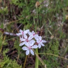 Burchardia umbellata at Mount Bruno, VIC - 30 Oct 2021 04:40 PM