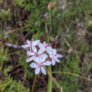 Burchardia umbellata at Mount Bruno, VIC - 30 Oct 2021