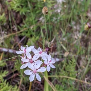 Burchardia umbellata at Mount Bruno, VIC - 30 Oct 2021 04:40 PM