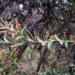 Acacia triptera (Spur-wing Wattle) at Warby-Ovens National Park - 30 Oct 2021 by Darcy