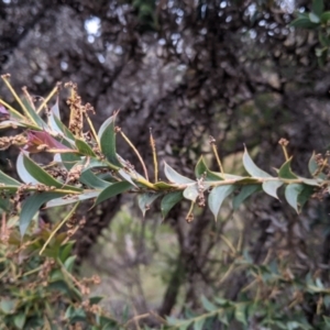 Acacia triptera at Mount Bruno, VIC - 30 Oct 2021