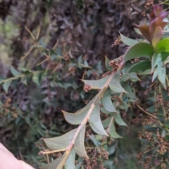 Acacia triptera at Mount Bruno, VIC - suppressed