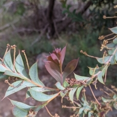 Acacia triptera at Mount Bruno, VIC - 30 Oct 2021