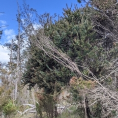 Acacia triptera at Mount Bruno, VIC - 30 Oct 2021