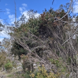 Acacia triptera at Mount Bruno, VIC - 30 Oct 2021