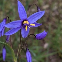 Stypandra glauca (Nodding Blue Lily) at Warby-Ovens National Park - 30 Oct 2021 by Darcy