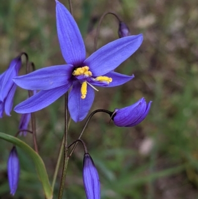 Stypandra glauca (Nodding Blue Lily) at Mount Bruno, VIC - 30 Oct 2021 by Darcy