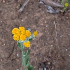 Chrysocephalum apiculatum (Common Everlasting) at Warby-Ovens National Park - 30 Oct 2021 by Darcy