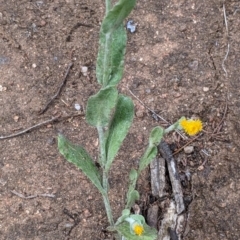 Chrysocephalum apiculatum at Mount Bruno, VIC - 30 Oct 2021 04:44 PM