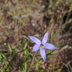 Isotoma axillaris (Australian Harebell, Showy Isotome) at Killawarra, VIC - 30 Oct 2021 by Darcy