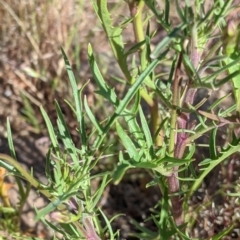 Isotoma axillaris at Killawarra, VIC - 30 Oct 2021