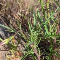 Isotoma axillaris at Killawarra, VIC - 30 Oct 2021