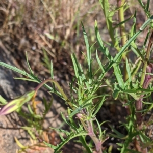 Isotoma axillaris at Killawarra, VIC - 30 Oct 2021