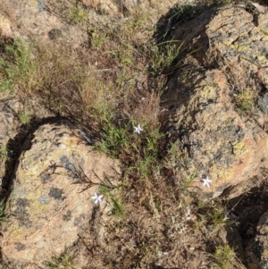 Isotoma axillaris at Killawarra, VIC - 30 Oct 2021