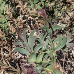 Acacia triptera at Killawarra, VIC - suppressed