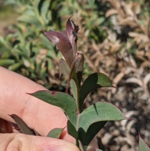 Acacia triptera at Killawarra, VIC - suppressed