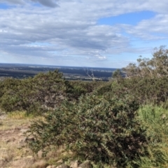 Acacia triptera at Killawarra, VIC - suppressed