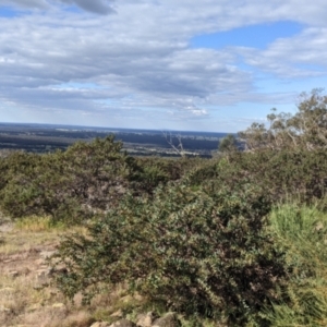 Acacia triptera at Killawarra, VIC - suppressed