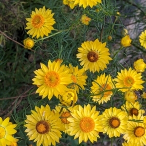 Xerochrysum viscosum at Killawarra, VIC - 30 Oct 2021