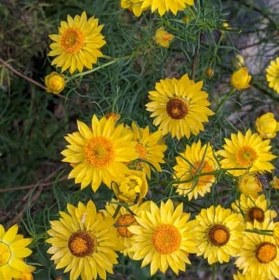 Xerochrysum viscosum (Sticky Everlasting) at Killawarra, VIC - 30 Oct 2021 by Darcy