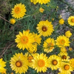 Xerochrysum viscosum at Killawarra, VIC - 30 Oct 2021