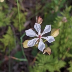 Burchardia umbellata (Milkmaids) at Warby-Ovens National Park - 30 Oct 2021 by Darcy