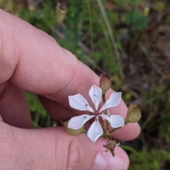 Burchardia umbellata at Killawarra, VIC - 30 Oct 2021