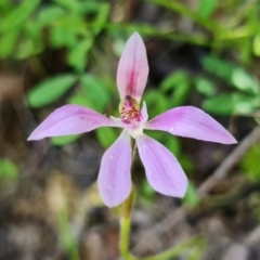 Caladenia carnea (Pink Fingers) at Tidbinbilla Nature Reserve - 1 Nov 2021 by RobG1