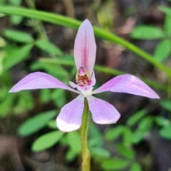 Caladenia carnea at Paddys River, ACT - suppressed