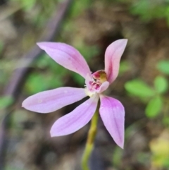 Caladenia carnea at Paddys River, ACT - suppressed