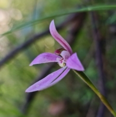 Caladenia carnea at Paddys River, ACT - suppressed