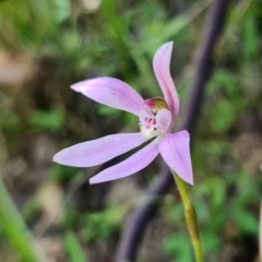 Caladenia carnea at Paddys River, ACT - 1 Nov 2021