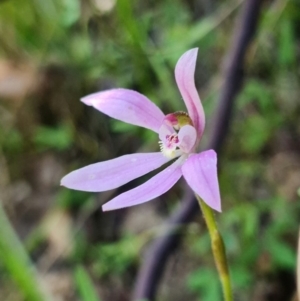 Caladenia carnea at Paddys River, ACT - suppressed