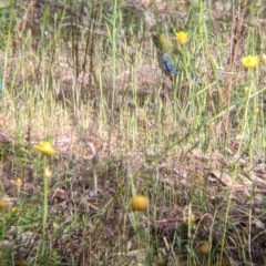 Neophema pulchella (Turquoise Parrot) at Warby-Ovens National Park - 30 Oct 2021 by Darcy