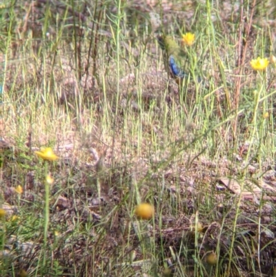 Neophema pulchella (Turquoise Parrot) at Killawarra, VIC - 30 Oct 2021 by Darcy