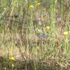 Neophema pulchella at Killawarra, VIC - 30 Oct 2021