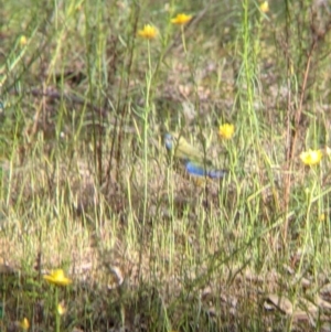 Neophema pulchella at Killawarra, VIC - suppressed