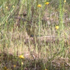 Neophema pulchella at Killawarra, VIC - suppressed