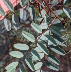 Indigofera australis subsp. australis at Killawarra, VIC - 30 Oct 2021 05:46 PM