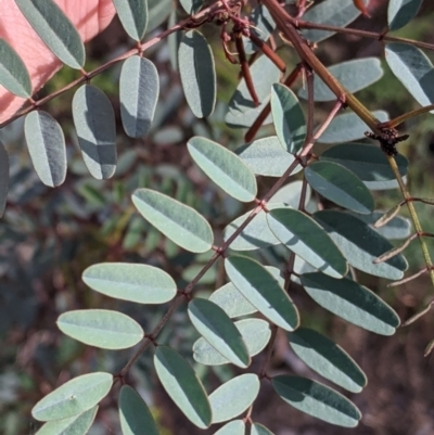 Indigofera australis subsp. australis (Australian Indigo) at Killawarra, VIC - 30 Oct 2021 by Darcy