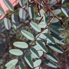 Indigofera australis subsp. australis (Australian Indigo) at Killawarra, VIC - 30 Oct 2021 by Darcy