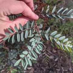 Indigofera australis subsp. australis at Killawarra, VIC - 30 Oct 2021