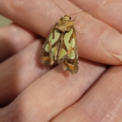 Cosmodes elegans (Green Blotched Moth) at Ngunnawal, ACT - 1 Nov 2021 by KatherineR