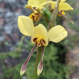 Diuris sulphurea at Killawarra, VIC - 30 Oct 2021