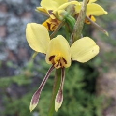 Diuris sulphurea (Tiger Orchid) at Killawarra, VIC - 30 Oct 2021 by Darcy