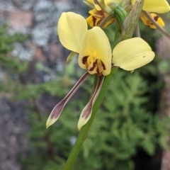 Diuris sulphurea at Killawarra, VIC - 30 Oct 2021