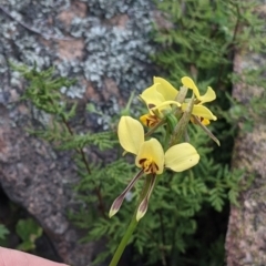 Diuris sulphurea at Killawarra, VIC - 30 Oct 2021