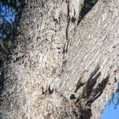 Climacteris picumnus victoriae (Brown Treecreeper) at Warby-Ovens National Park - 30 Oct 2021 by Darcy