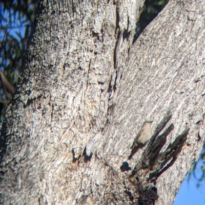 Climacteris picumnus (Brown Treecreeper) at Warby-Ovens National Park - 30 Oct 2021 by Darcy